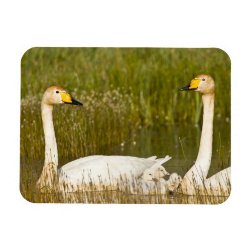 Whooper swan pair with cygnets in Iceland Magnet