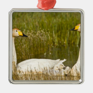 Whooper swan pair with cygnets in Iceland. Metal Ornament