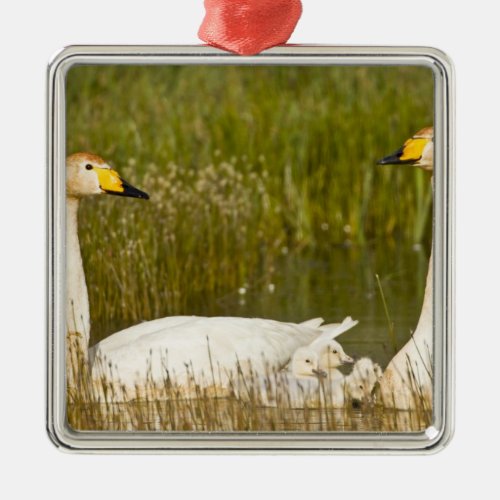 Whooper swan pair with cygnets in Iceland Metal Ornament