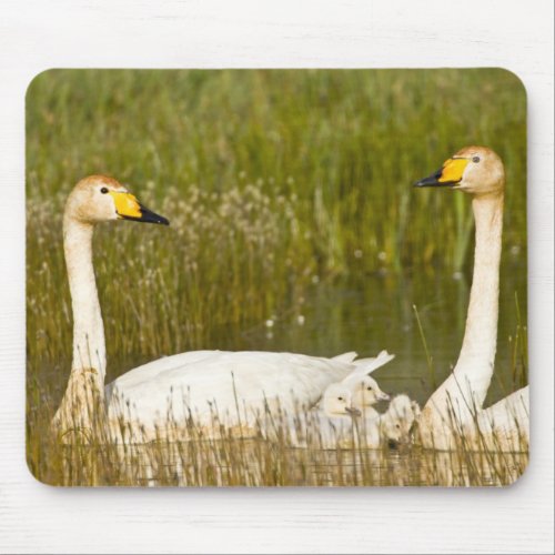 Whooper swan pair with cygnets in Iceland Mouse Pad