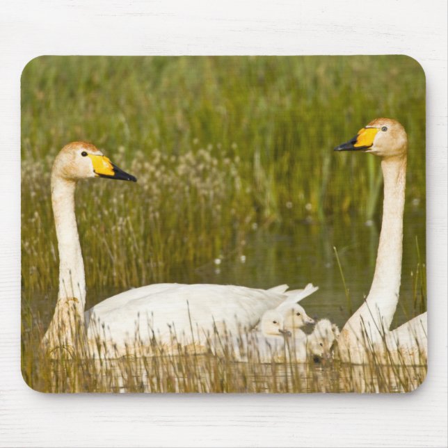 Whooper swan pair with cygnets in Iceland. Mouse Pad (Front)