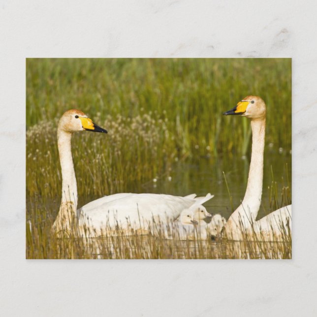 Whooper swan pair with cygnets in Iceland. Postcard (Front)