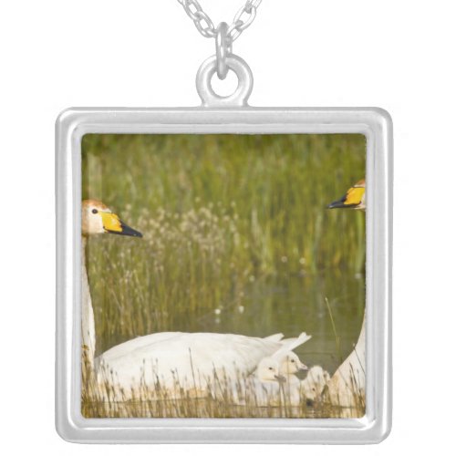 Whooper swan pair with cygnets in Iceland Silver Plated Necklace