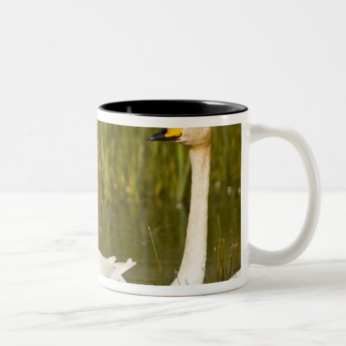 Whooper swan pair with cygnets in Iceland Two_Tone Coffee Mug