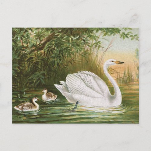 Whooper Swan Vintage Bird Illustration Postcard