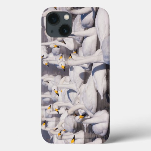 Whooper Swans Hokkaido Japan iPhone 13 Case