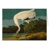 Whooping Crane Audubon Bird Painting (Front Horizontal)