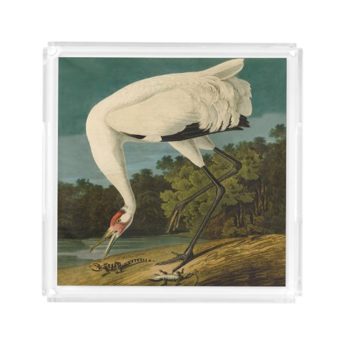 Whooping Crane Audubon Bird Painting Acrylic Tray