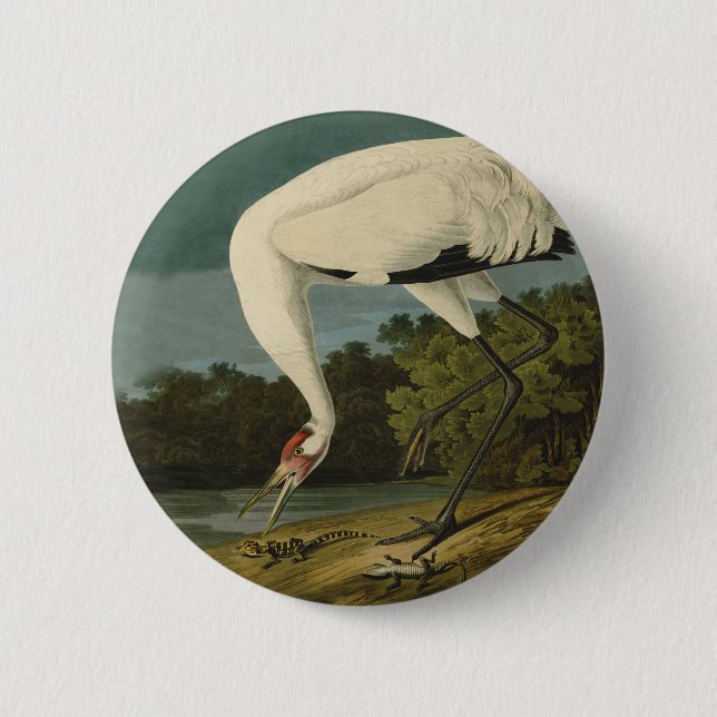 Whooping Crane Audubon Bird Painting Button (Front)