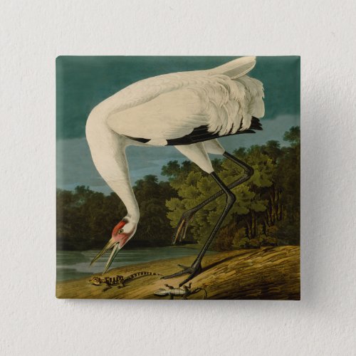 Whooping Crane Audubon Bird Painting Button