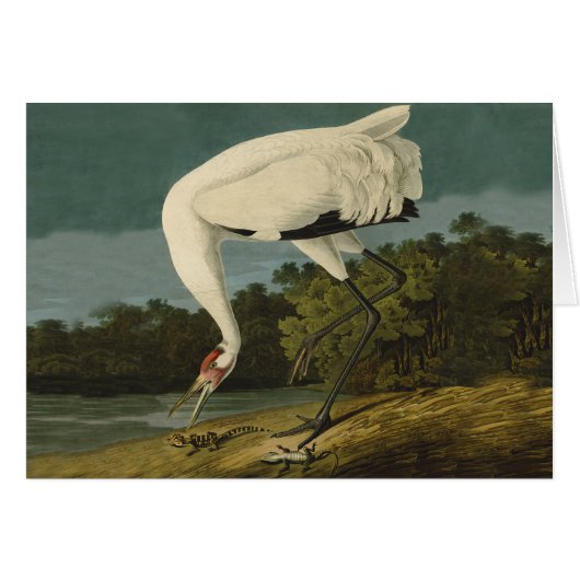 Whooping Crane Audubon Bird Painting Cards (Front Horizontal)