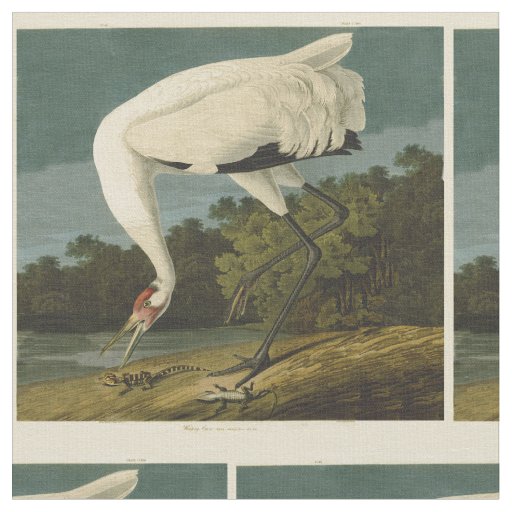 Whooping Crane  Audubon Field Guide