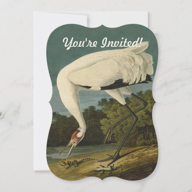 Whooping Crane Audubon Bird Painting Invitation (Front)