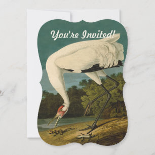 Whooping Crane Audubon Bird Painting Invitation