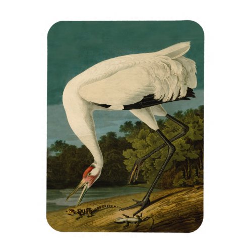 Whooping Crane Audubon Bird Painting Magnet