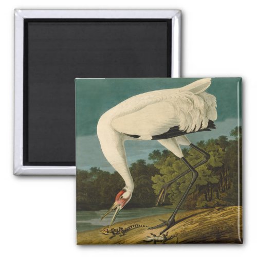 Whooping Crane Audubon Bird Painting Magnet