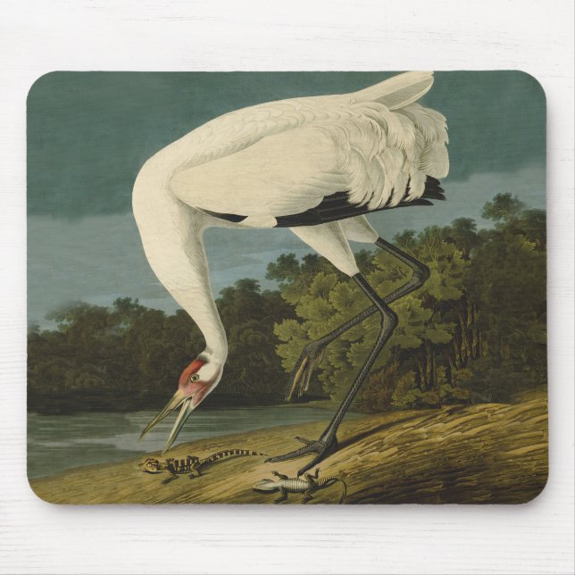 Whooping Crane Audubon Bird Painting Mouse Pad (Front)