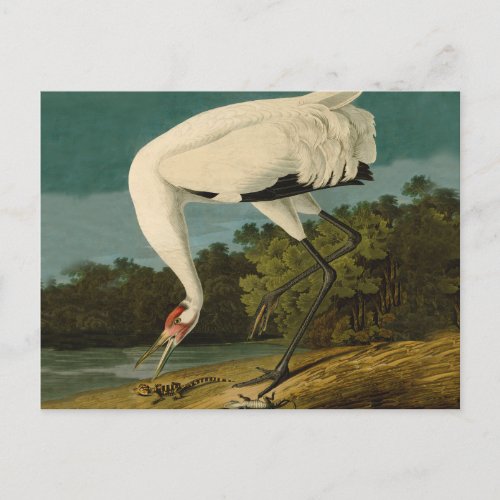 Whooping Crane Audubon Bird Painting Postcard