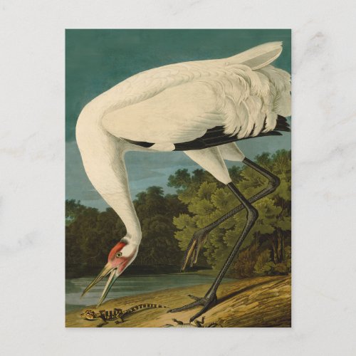 Whooping Crane Audubon Bird Painting Postcard