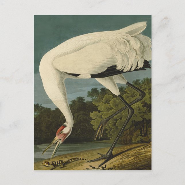 Whooping Crane Audubon Bird Painting Postcard (Front)