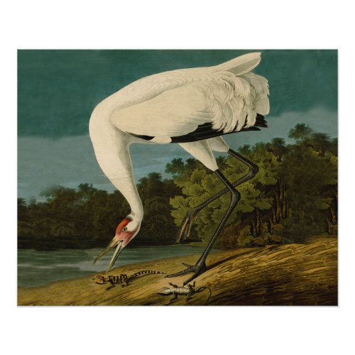 Whooping Crane Audubon Bird Painting Poster