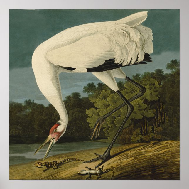Whooping Crane Audubon Bird Painting Poster (Front)