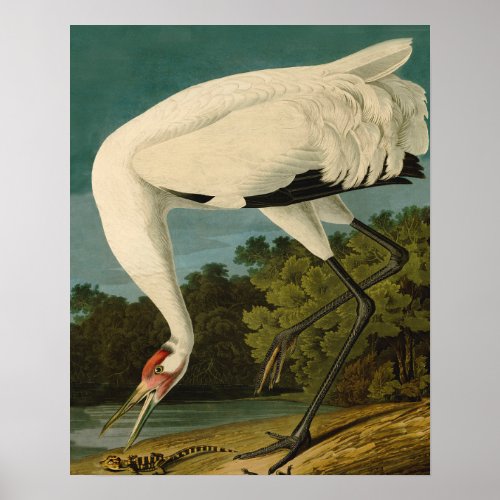 Whooping Crane Audubon Bird Painting Poster