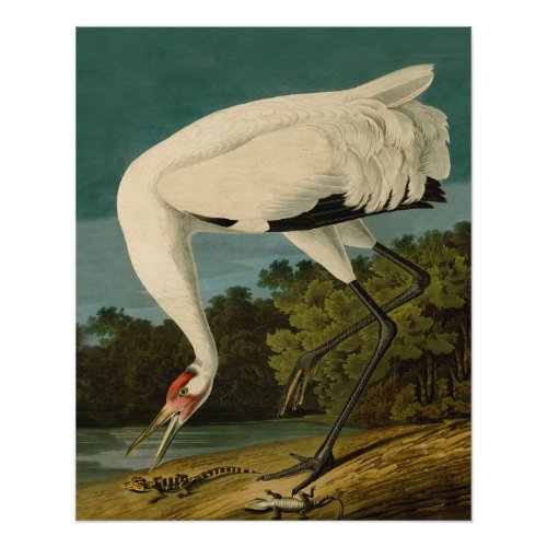 Whooping Crane Audubon Bird Painting Poster