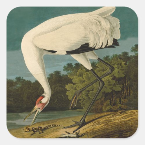 Whooping Crane Audubon Bird Painting Square Sticker