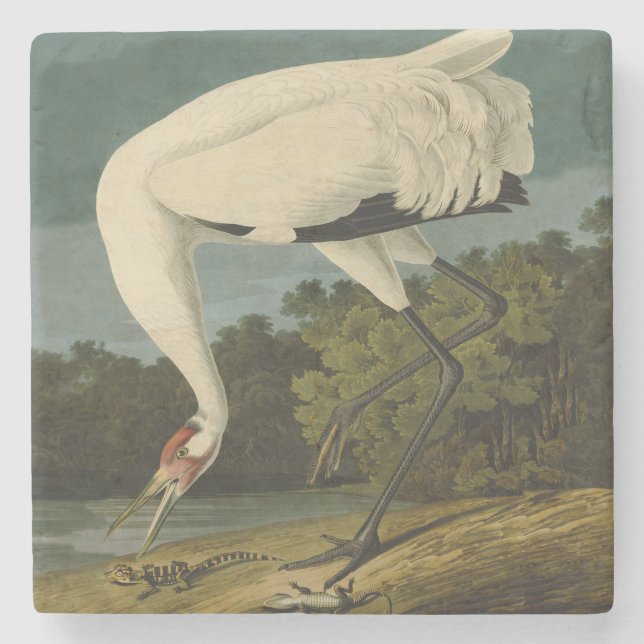 Whooping Crane Audubon Bird Painting Stone Coaster (Front)