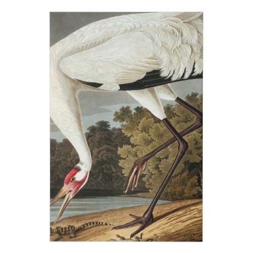 Whooping Crane by John James Audubon Faux Canvas Print