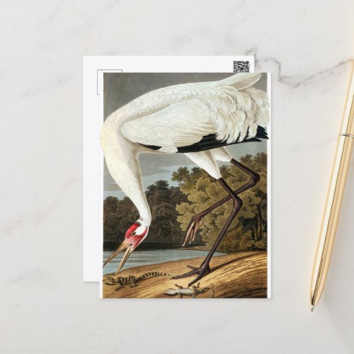 Whooping Crane by John James Audubon Holiday Postcard