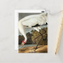 Whooping Crane by John James Audubon Holiday Postcard