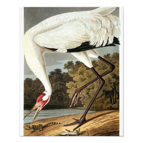 Whooping Crane by John James Audubon Photo Print