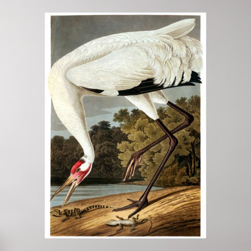 Whooping Crane by John James Audubon Poster