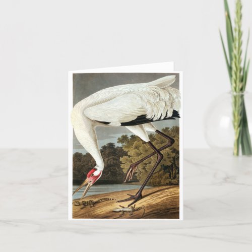 Whooping Crane by John James Audubon Thank You Card