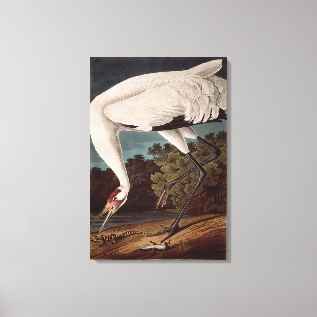 Whooping Crane, from 'Birds of America' Canvas Print (Front)