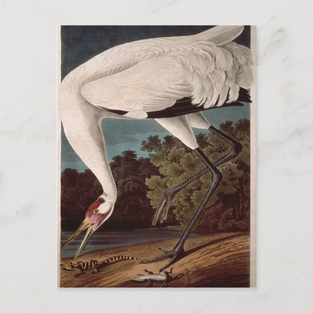 Whooping Crane, from 'Birds of America' Postcard (Front)
