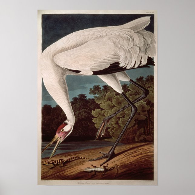 Whooping Crane, from 'Birds of America' Poster (Front)