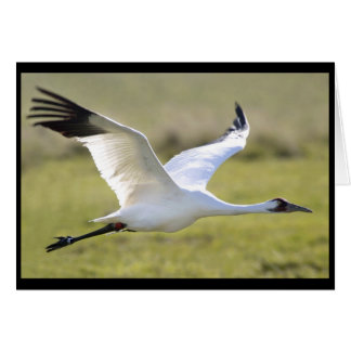 Whooping Crane (Grus americana) Cards