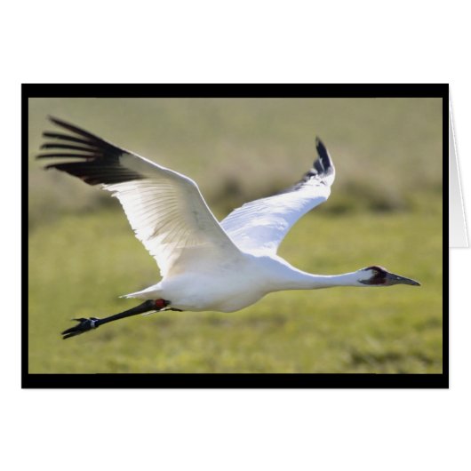 Whooping Crane (Grus americana) Cards (Front Horizontal)