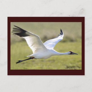 Whooping Crane (Grus americana) Postcard