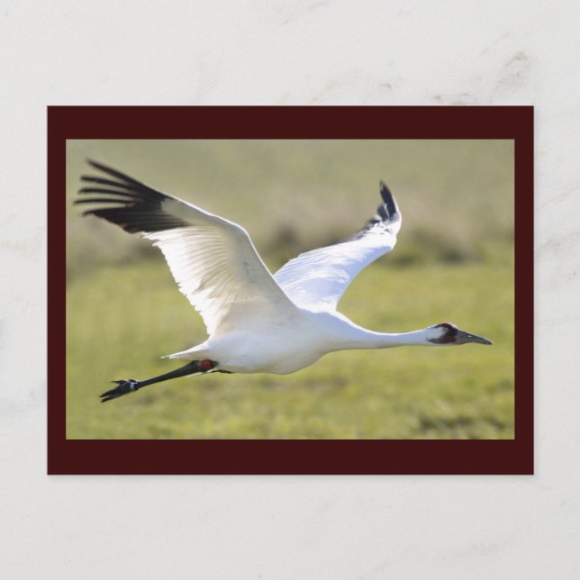 Whooping Crane (Grus americana) Postcard (Front)