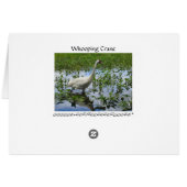 Whooping Crane Hunting Cards (Back Horizontal)