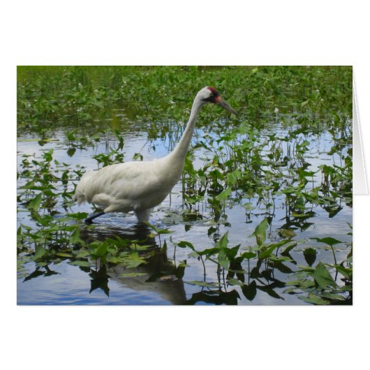 Whooping Crane Hunting Cards (Front Horizontal)