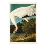 Whooping Crane John James Audubon Birds Of America Photo Print at Zazzle