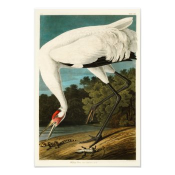 Whooping Crane John James Audubon Birds Of America Photo Print by NaturalYesteryear at Zazzle