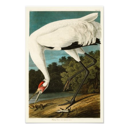 Whooping Crane John James Audubon Birds Of America Photo Print