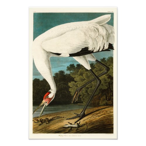 Whooping Crane John James Audubon Birds of America Photo Print