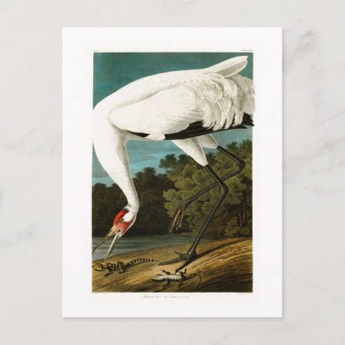 Whooping Crane John James Audubon Birds of America Postcard